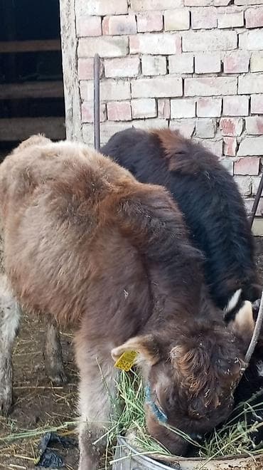 Продаю | Тёлка | На откорм | Привязанные