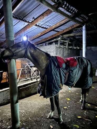 сколько стоит щенок ретривера: Продаю | Жеребец | Конный спорт — 2