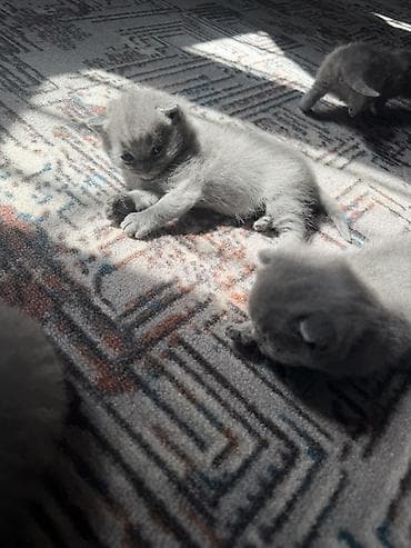 Продажа кошек: Шотландские котята,(страйт и скотиш фолд) окрас голубой (blue). Отец — 6