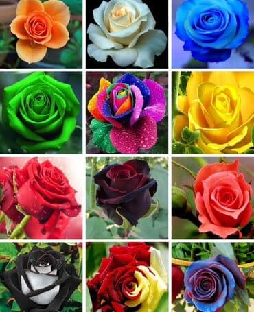 кустовые розы цена бишкек: Семена цветка: Розы, Самовывоз — 1