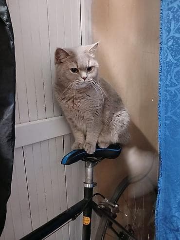 scottish fold: Шотландские кошки (скоттиш-фолд и скоттиш-страйт) - Порода — 2