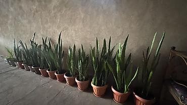 аквариум с рыбками: Сансевиерия (Sansevieria, «Щучий хвост», «Тёщин язык») в горшках — 1