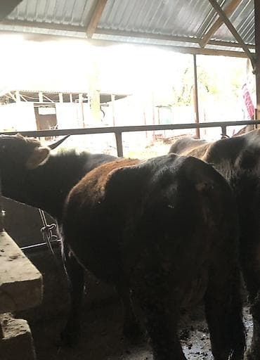 жаны уйлор: Сатам | Уй (ургаачы) | Аргын | Бордоп семиртүү үчүн | Кунажын — 3