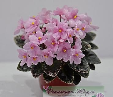 детку глоксинии: Продаю деткистартеры взрослые цветущие фиалки 🌺🌿🌺. Нахожусь в — 8