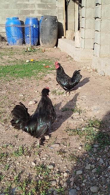 животные: Продаю | Петух | Для разведения — 1