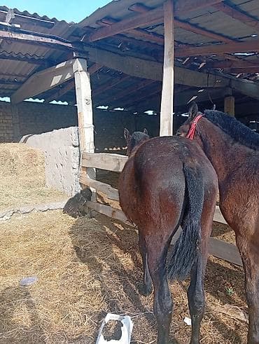 кролики нзб: Продаю | Жеребенок | Полукровка | Конный спорт — 6