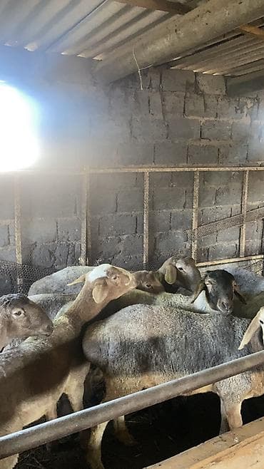 телята месячные: Продаю | Баран (самец) | На забой — 4