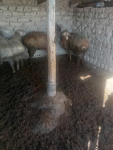 Продаю | Баран (самец) | Полукровка | Для разведения | Матка