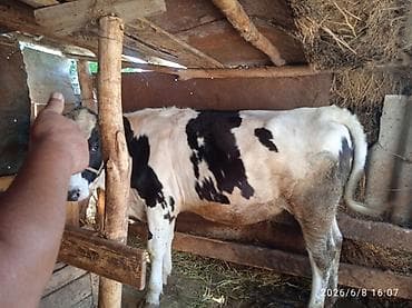 кубинский питбуль цена: Продаю | Корова (самка), Музоо, торпок | Ангус — 2
