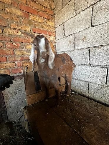 дойные козлы: Продаю | Козлёнок | Нубийская | Для разведения | Племенные — 2