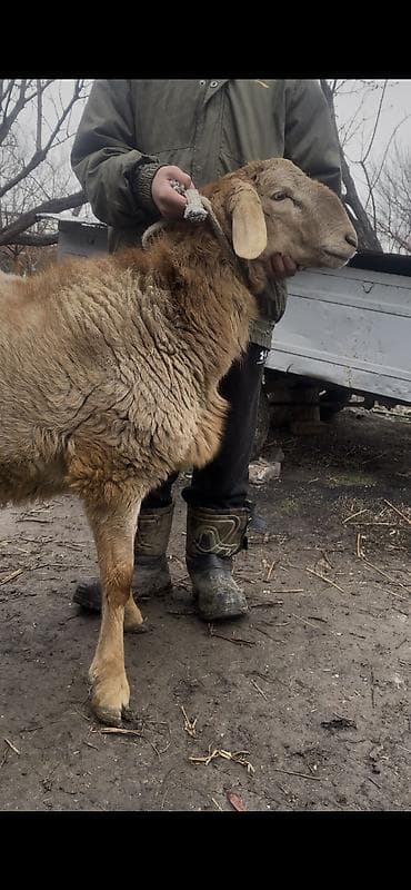 кыргыз довот ит: Сатам | Козу, Кочкор (эркек) | Арашан | Көбөйтүү үчүн — 5