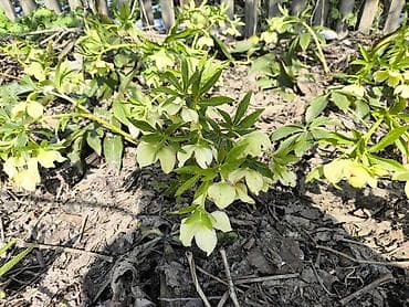 компост: Самовывоз — 1