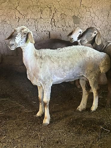 хомяк домашний купить: Продаю | Овца (самка) | На забой | Матка — 2