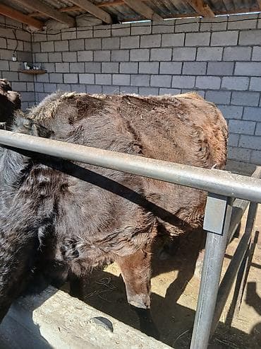 Коровы, быки: Продаю | Корова (самка) | Для разведения | Привязанные — 2