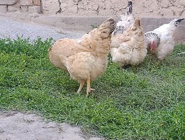 куриный помёт: Продаю | Куры | Домашняя | Для разведения — 1