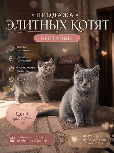 Вислоухая(Скотиш Фолд) Британские котята, окрас голубой (плюшевый). На at lalafo.kg Вислоухая(Скотиш Фолд) Британские котята, окрас голубой (плюшевый). На