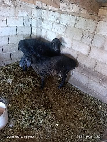 цыплята гуси: Продаю | Овца (самка) | Для разведения — 2