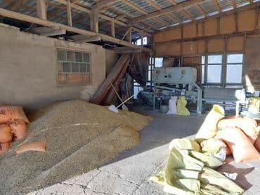 Иштеп жаткан бизнес сатылат: дан тазалоо, жүн тазалоо жана пахта