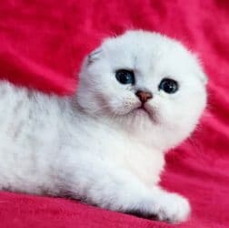 мышык фото: Скотиш Фолд (Шотландиялык шалпаң кулак), 2 айлык, Эркек, Күмүш өңдүү шиншилла — 1