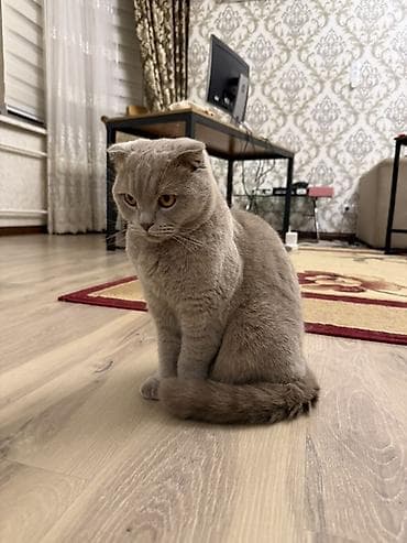 вислоухий шотландец: Скотиш Фолд (Шотландская вислоухая), 2 года, Мальчик, Серый — 3