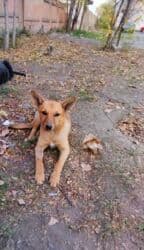 Грызуны: Веселый, милый и игривый щеночек станет отличным другом! — 3