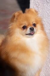 Вязка собак: Шпиц, 3 года, Самка — 17