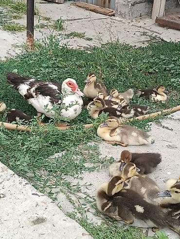 даканы яйца: Продаю утку с утятами домашний Мускусные утята (индоутки) - Порода — 4