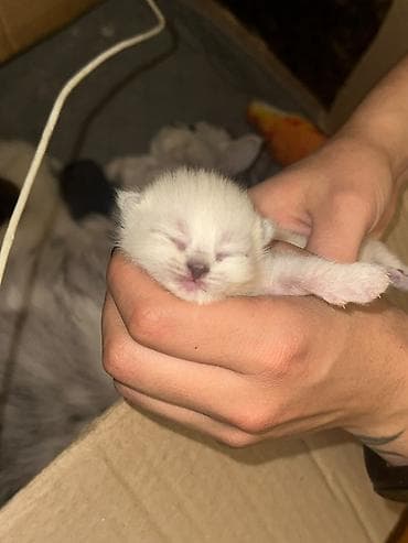 кошки сиямские: 🐾 Открыто раннее бронирование котят британской короткошёрстной кошки! — 1