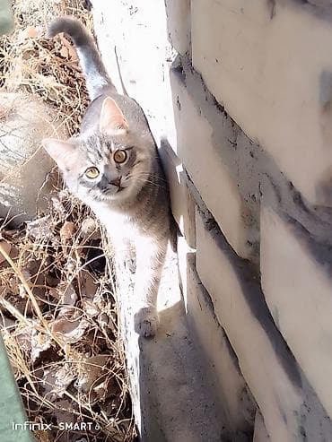 серая сибирская кошка: Пушистый серый котёнок с мягкой густой шерстью и выразительными — 2