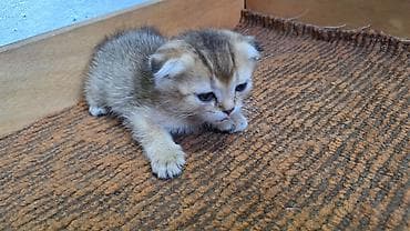 кошка мышык: Котята домашние, пушистые, разных окрасов. Описание: - Породы не — 10