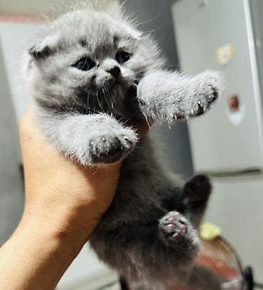 сколько стоит скоттиш фолд: Плюшевые котята серого (голубого) окраса с короткими ушками и круглой — 3