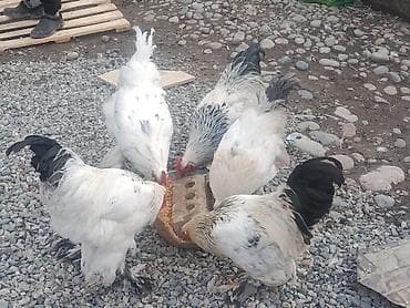 брама лаванда: Продаю | Петух | Брама | Для разведения — 6