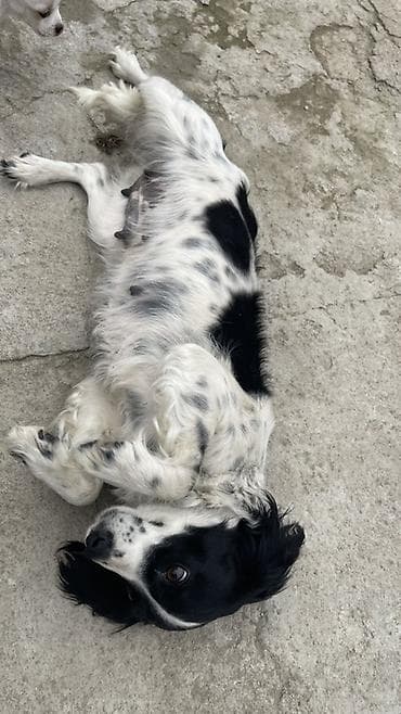 Услуги ветеринара: Собака русский охотничий спаниель, мелкая/средняя, черно-белого окраса — 7