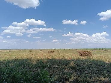 Сено в тюках (прямоугольные тюки) - Заготовлено на открытом поле