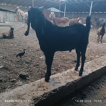 собаки рынок в бишкеке цены: Продаю | Козёл (самец), Козлёнок | Нубийская, Битал | Для разведения | Племенные — 4