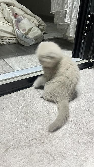 скотиш фолд ош: Скотиш Фолд (Шотландская вислоухая), 2 месяца, Девочка, Серый — 8