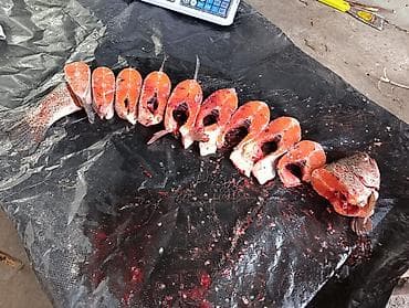 Азык-түлүктөр: Только оптом продаю радужную форель триплоид вес от 900 гр до 1,7 кг — 1