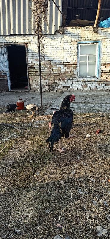 ориентал кошка: Продаю | Петух | Бойцовая | Для разведения — 5