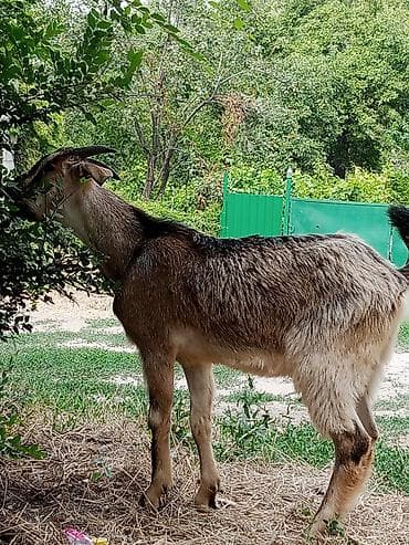 кой ечки: Продаю | Козлёнок — 10
