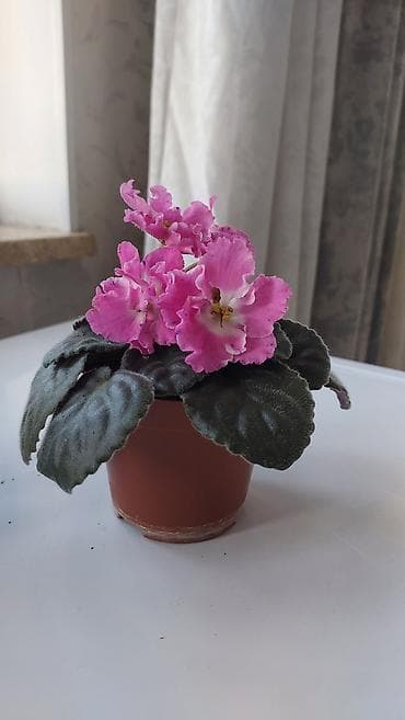 красные розы: Фиалки (сенполии) в горшках — декоративно-цветущие комнатные растения — 3