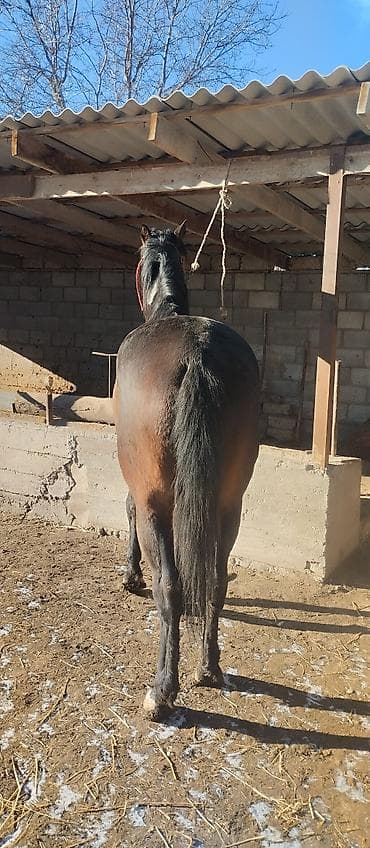 Услуги ветеринара: Продаю | Конь (самец) | Полукровка | Конный спорт — 5