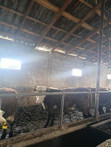 купить сову: Продаю | Бык (самец) | Герефорд | На откорм | Привязанные — 10