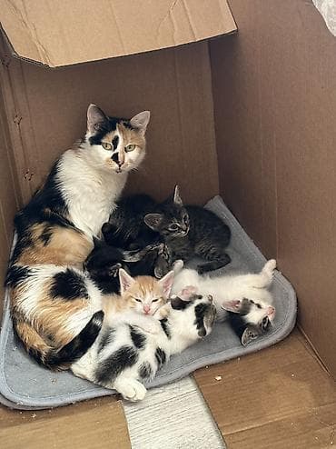 коты бесплатные: Отдаются даром котята в ответственные хорошие руки не как игрушка — 4