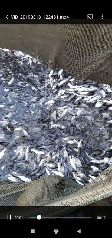 оптом товары: Малек. Амур, Карп, Толстолоб, Оптом.Оптом принимаем заказы есть — 2