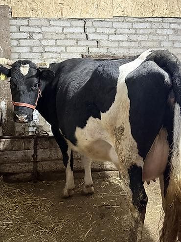 С/х животные и товары: Продаю | Корова (самка) | Голштин, Алатауская | Для разведения, Для молока | Стельные, После отела, Привязанные — 1