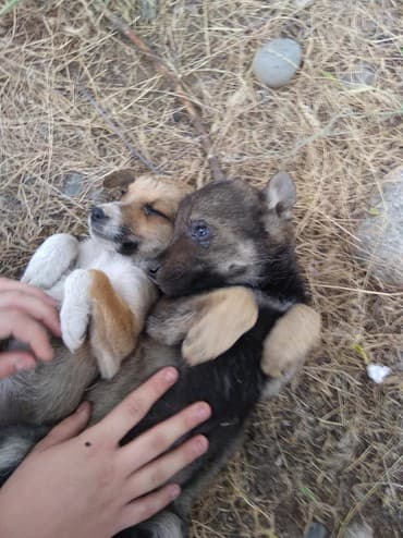 Возьмите щенков в добрые руки,пропадут