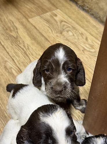 спониель: Русский охотничий спаниель! Предлагаются к бронированию щенки — 1