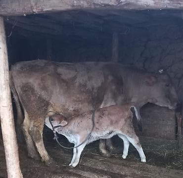 А/ч жаныбарлары үчүн тоюттар: Сатам | Уй (ургаачы) | Сүт алуу үчүн | Музоологондон кийин — 1