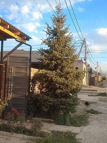 Ель голубая (Picea pungens), крупномер для озеленения участка