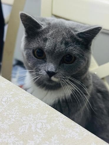 1 год, Девочка, Серый, С прививками